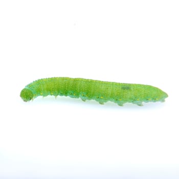 Green caterpillar isolated on a white background