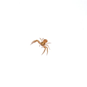 Small spider isolated on a white background