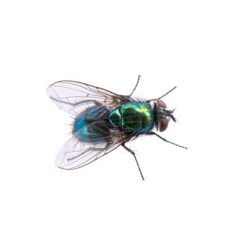 Green fly isolated on a black background