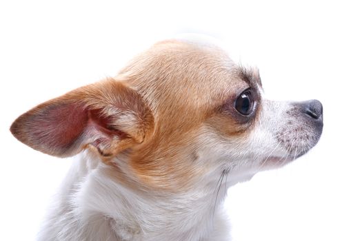 Nice chihuahua dog portrait on white background.