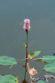 Pink flower growing out of the water with leafs