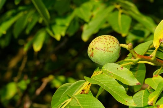 Walnut growing on tree with blurred background