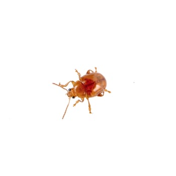 Isolated rusty beetle on a white background