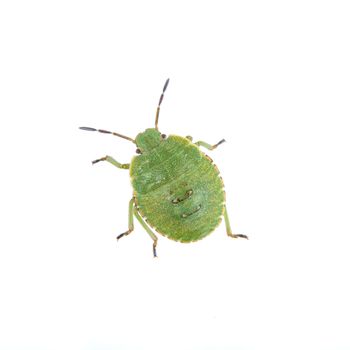 Green shield bug isolated on a white background