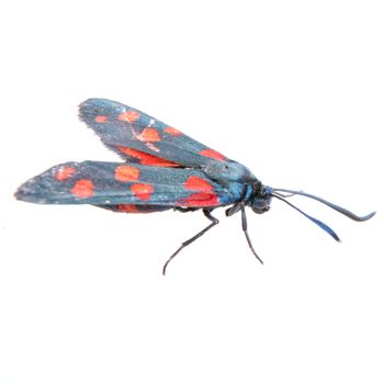 Six-spot burnet isolated on the white background