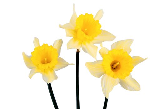 Three yellow daffodils on isloated a white background