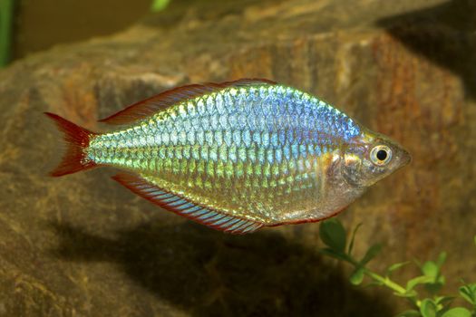 Rainbow fish from genus Melanotaenia in aquarium.