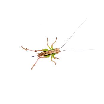 Green brown grasshopper isolated on a white background