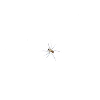 Small spider isolated on a white background