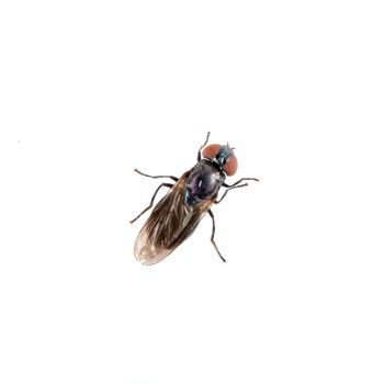 Black fly isolated on a white background