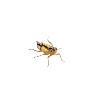 Small brown insect isolated on a white background