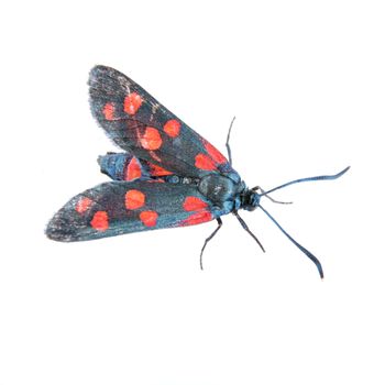 Six-spot burnet isolated on the white background