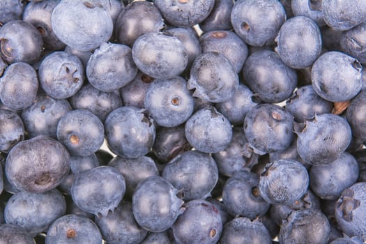 Freshly picked group of blueberries as creative background