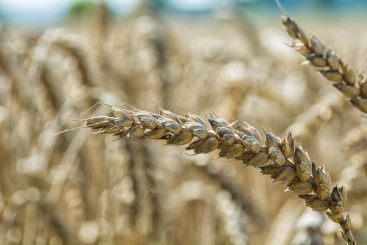 Detail Ear of corn with nice blurred background
