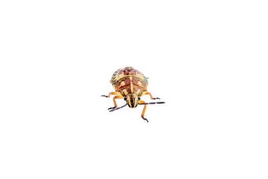 Brown shield bug isolated on a white background
