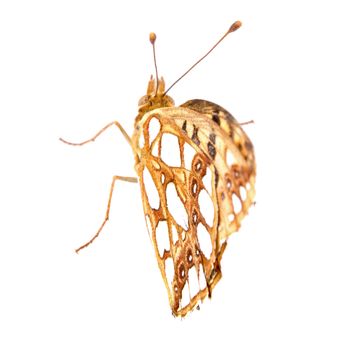 Colored butterfly isolated on the white background