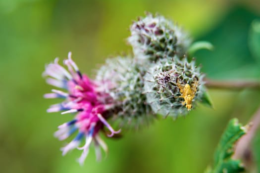 Yellow fly sitting on a flower violet thistle