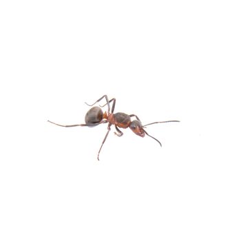 Brown ant isolated on a white background