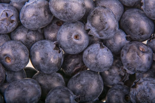 Freshly picked group of blueberries as creative background