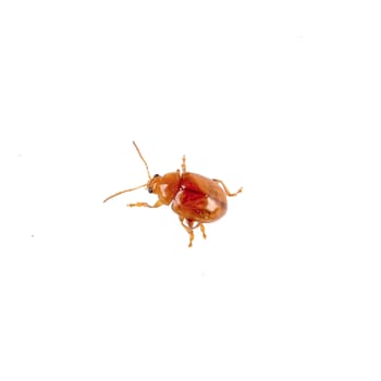 Isolated rusty beetle on a white background