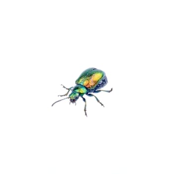 Metal green bug isolated on a white background