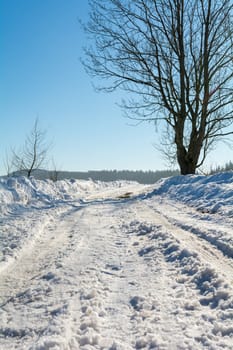 Snowy road with trees and blue sky