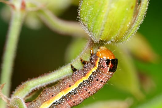Brown caterpillar with ellow stripe on a green flower
