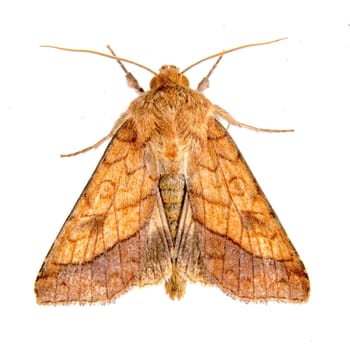 Brown moth isolated on a white background