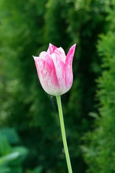 Red white tulip with green blurred background