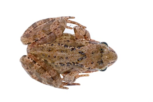 Brown European frog isolated on a white background