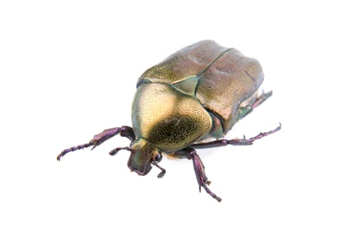 Big bronze bug isolated on a white background