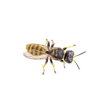 Black insect whith yellow stripes isolated on the white background