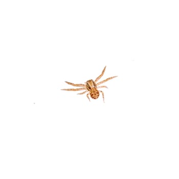 Small spider isolated on a white background