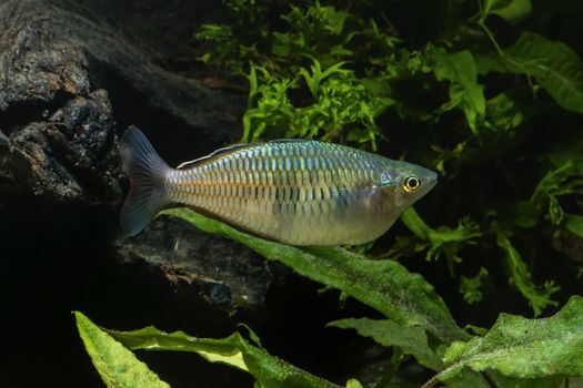 Rainbow fish from genus Melanotaenia in aquarium.