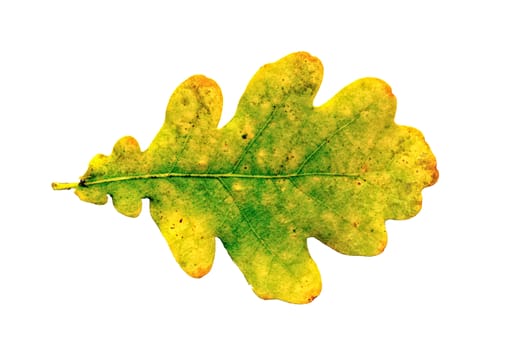 Oak leaf isolated on a white background