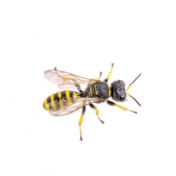 Black insect whith yellow stripes isolated on the white background