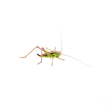 Green brown grasshopper isolated on a white background