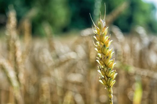 Detail Ear of corn with nice blurred background