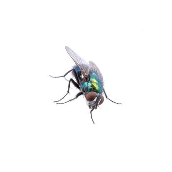 Green fly isolated on a black background