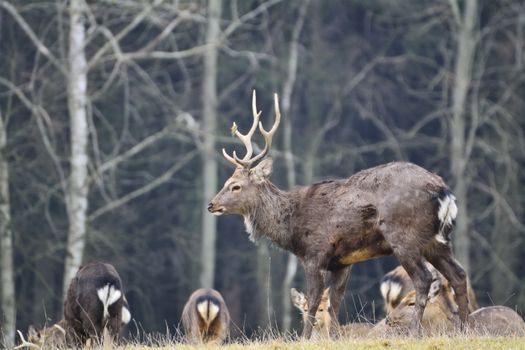 Deer standing in a meadow near the forest