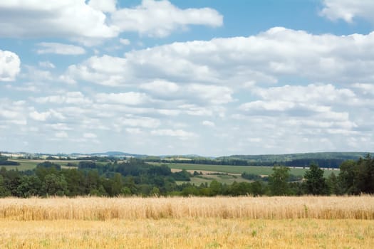 Field with mature corn with mountains in the background