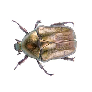 Big bronze bug isolated on a white background