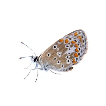 Colored butterfly isolated on the white background