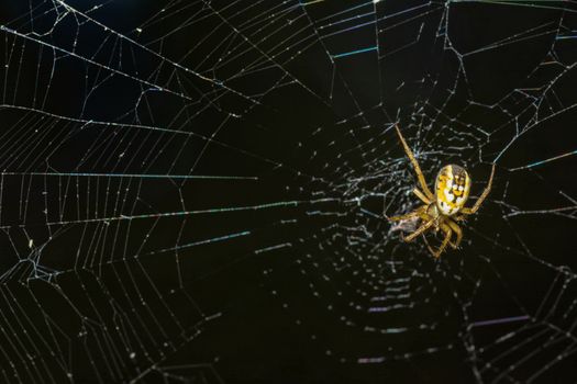 Yellow spider webs in the middle waiting for his victim
