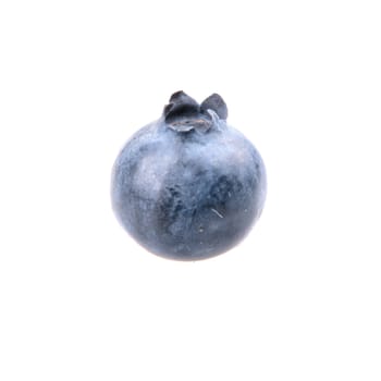 One blueberry isolated on white background