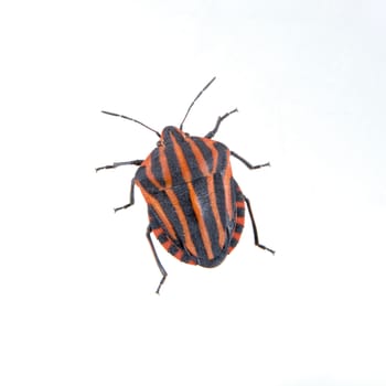 Red black striped shield bug isolated on a white background