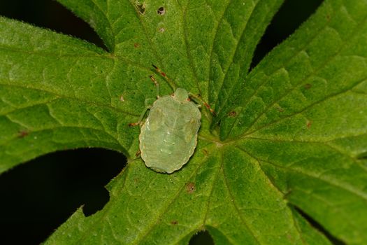 Green shield bug sitting on a green leaf