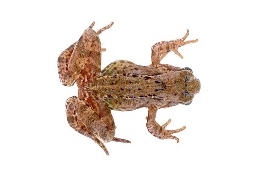 Brown European frog isolated on a white background