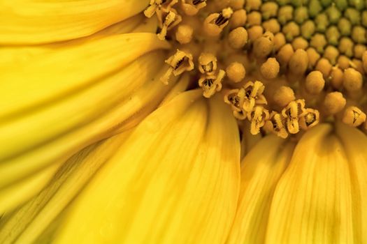 Detail of flower yellow sunflowers