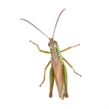 Green brown grasshopper isolated on a white background